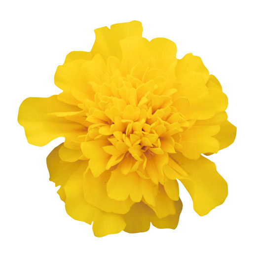 マリーゴールド ：スーパーヒーロー イエロー3号ポット