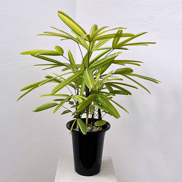 カンノンチク：綾錦(あやにしき)6号鉢植え