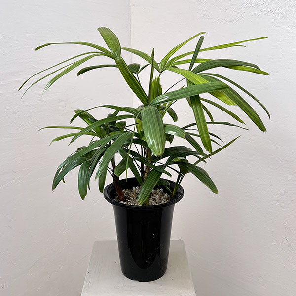 カンノンチク：達磨（だるま）6号鉢植え