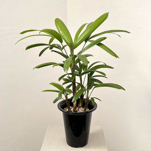 カンノンチク：達磨（だるま）5号鉢植え