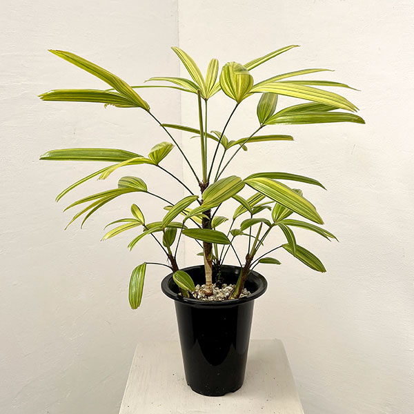 カンノンチク：綾錦（アヤニシキ）　5号鉢植え*