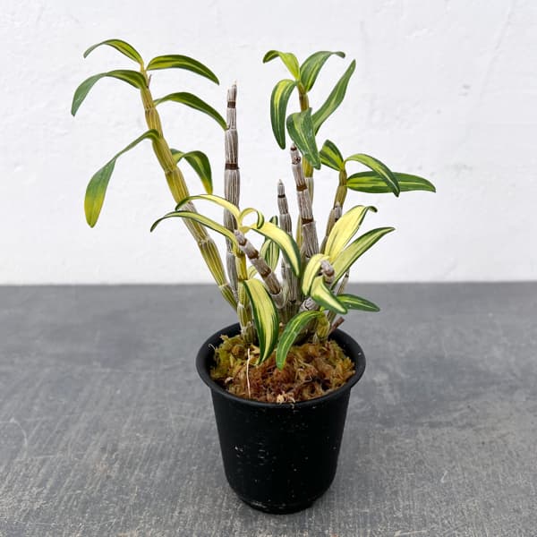 チョウセイラン（長生蘭）：梅ヶ枝　2.5号ポット