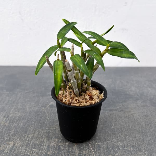 チョウセイラン（長生蘭）：金閣　2.5号ポット