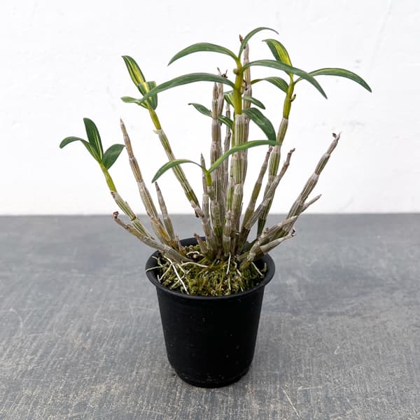 チョウセイラン（長生蘭）：金山金閣　2.5号ポット