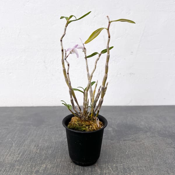 チョウセイラン（長生蘭）：白浜　2.5号ポット