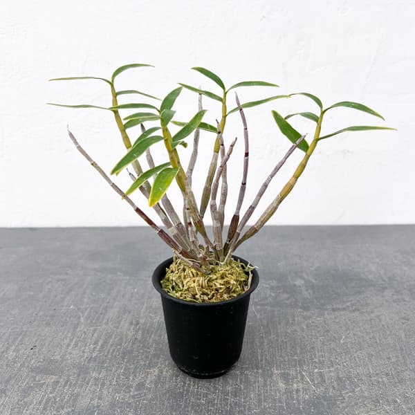 チョウセイラン（長生蘭）：日月覆輪　2.5号ポット