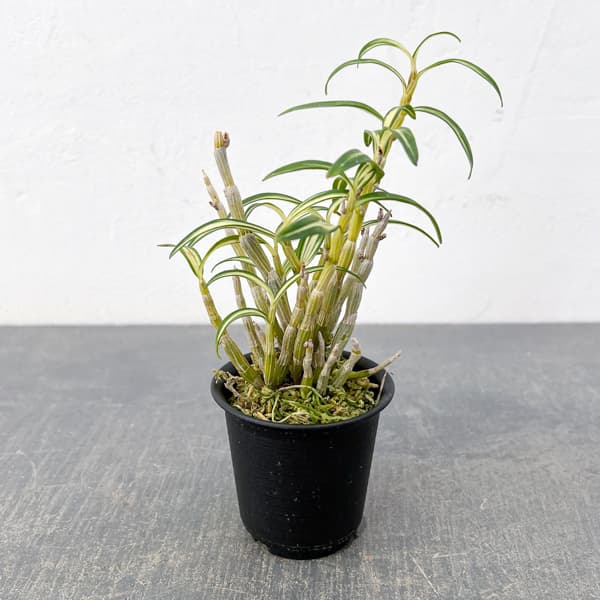 チョウセイラン（長生蘭）：紅木田　2.5号ポット