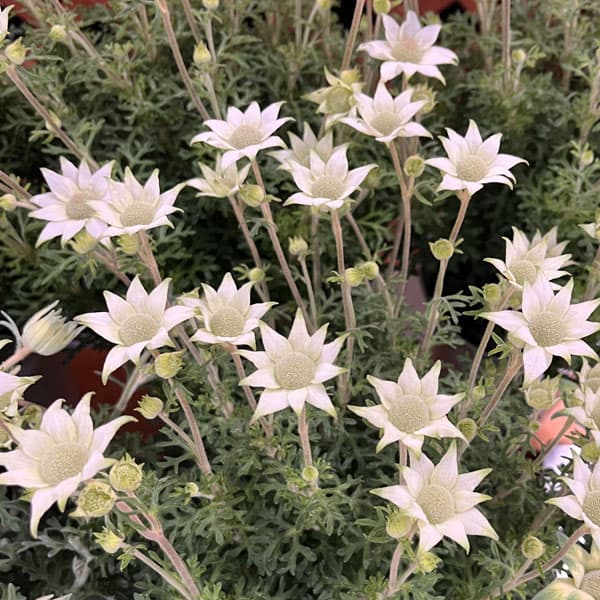 フランネルフラワー：グリーンエンジェルプ6号鉢植え