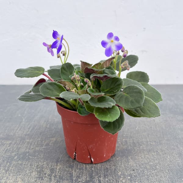 セントポーリア：ウッドトレイルSP3.5号ポット