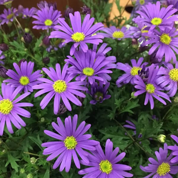 ブラキカム：ブラスコバイオレット3.5号ポット 3株セット