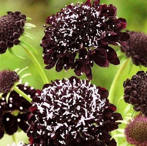 スカビオサ：ブラックナイト3-3.5号ポット 6株セット