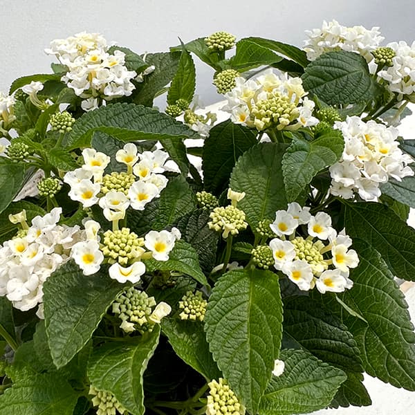 [26年5月中下旬予約]ランタナ：ジェム　コンパクト　ホワイトサファイヤ11ｃｍポット