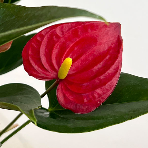 アンスリウム：きらら　3.5号鉢入り