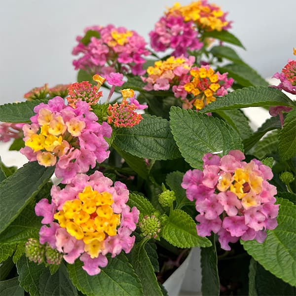 [26年5月中下旬予約]ランタナ：ジェム　コンパクト　ピンクオパール11ｃｍポット