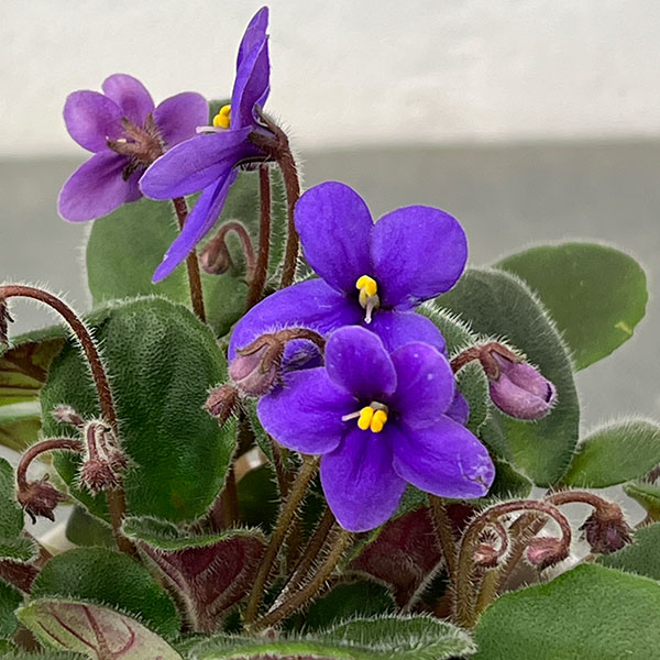 ミニセントポーリア：ウッドトレイル 2.5号鉢植え