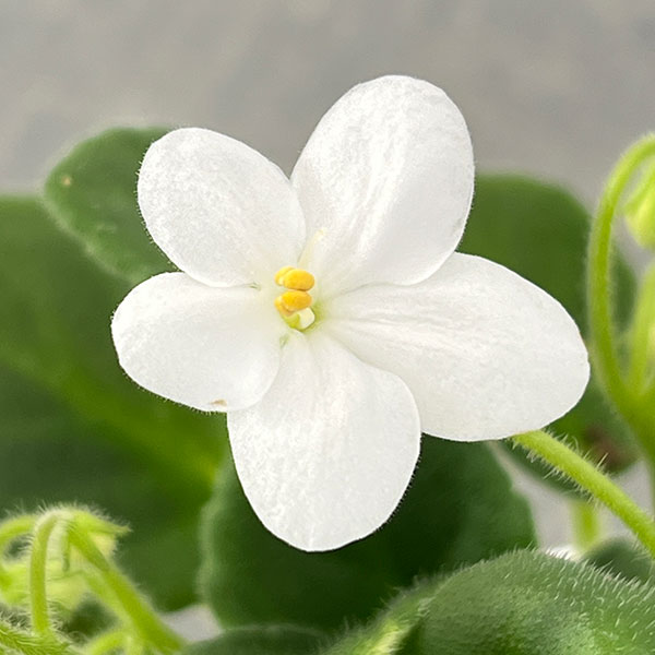 ミニセントポーリア：ウッドトレイル（白） 2.5号鉢植え