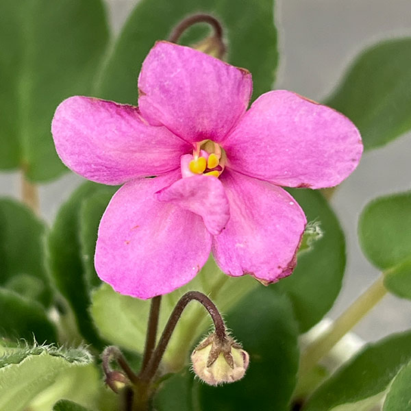 ミニセントポーリア：キッスアウェイ 2.5号鉢植え