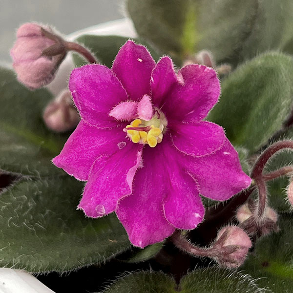 ミニセントポーリア：ロブス　ヒービージービー（赤） 2.5号鉢植え