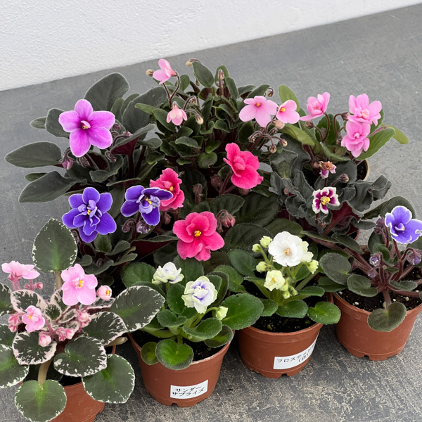 ミニセントポーリア 花色見計らい 2号ポット 3株セット