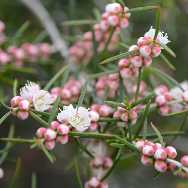 ヒポカリマ赤花（ピンク）6号鉢植え