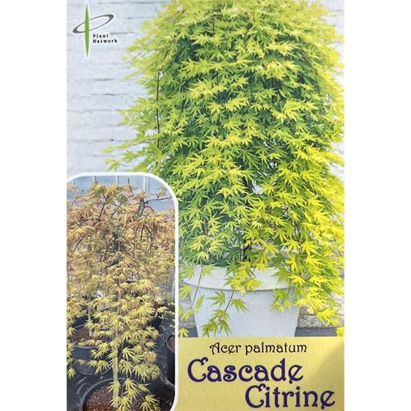 モミジ（カエデ）：カスケードシトリン5号ポット