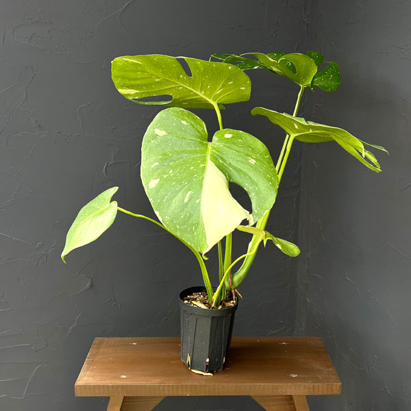 モンステラ：タイコンステレーション（散斑）4号スリット鉢植え