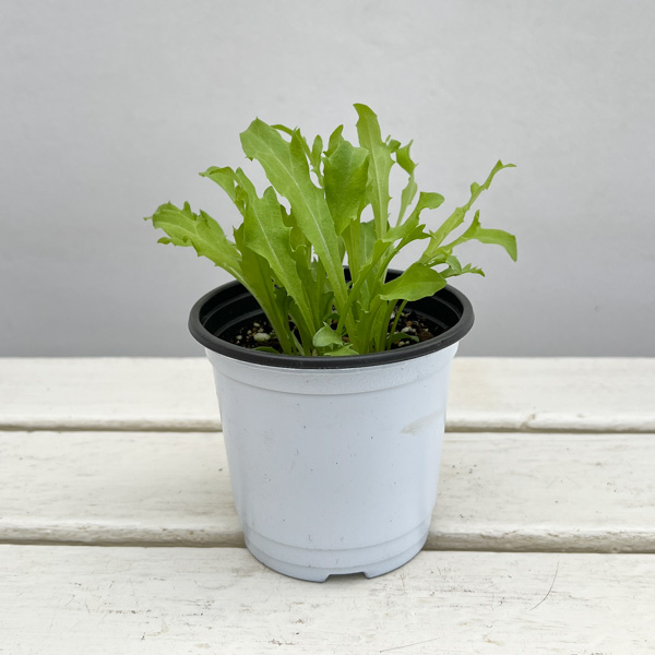 イタリアンハーブ：エンダイブ3.5号ポット