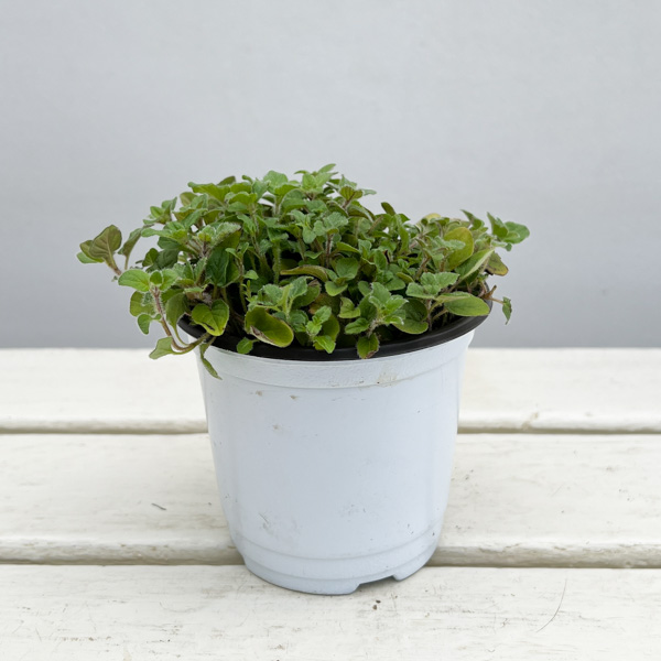 イタリアンハーブ：オレガノ（ワイルドマジョラム）3.5号ポット