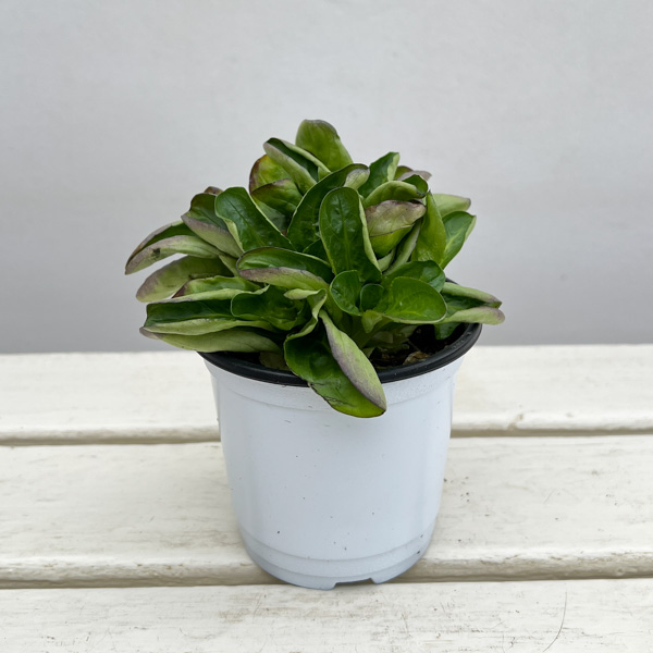 イタリアンハーブ：コーンサラダ（マーシュ）3.5号ポット