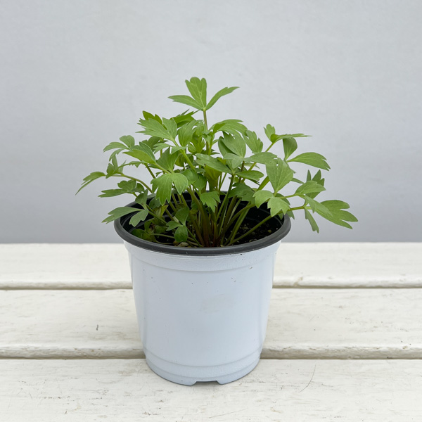 イタリアンハーブ：ラベッヂ3.5号ポット