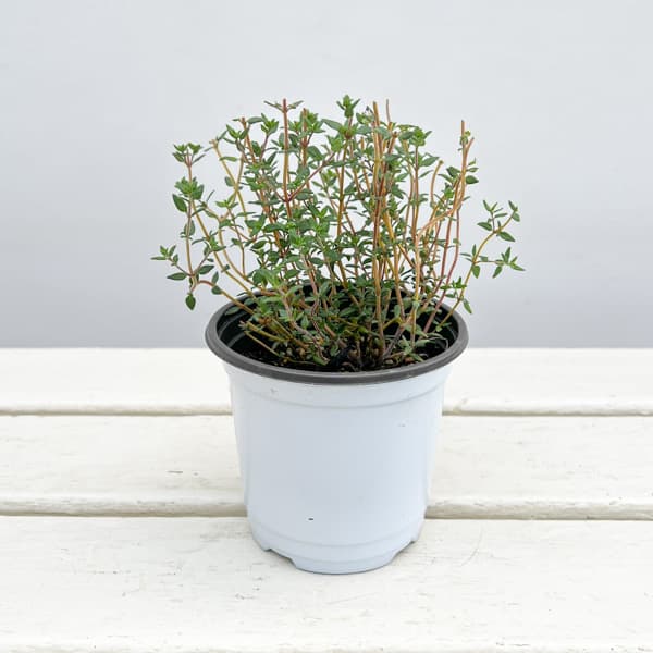 イタリアンハーブ：タイム（フレンチサマー）3.5号ポット