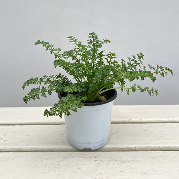 イタリアンハーブ：キャラウェー3.5号ポット