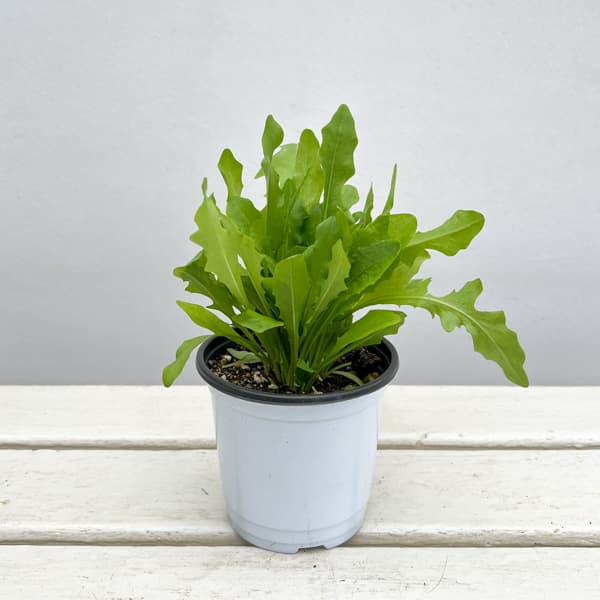 イタリアンハーブ：リーフチコリ（アグリオホワイト）3.5号ポット