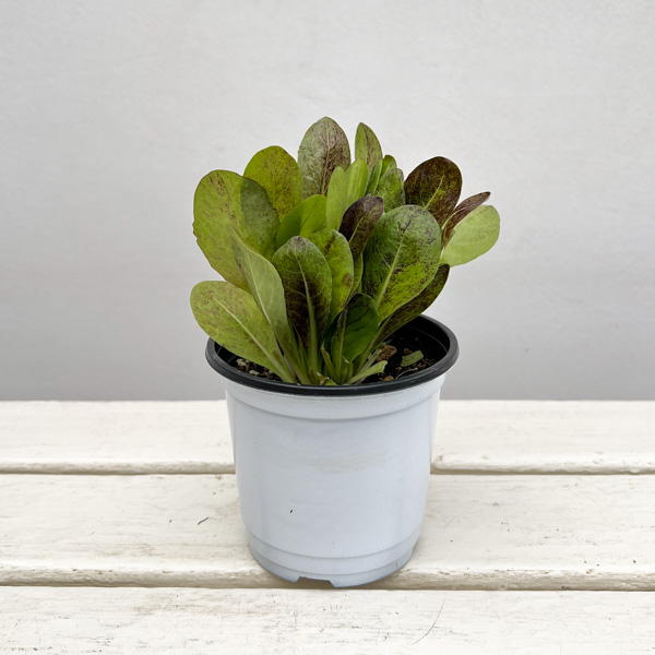 イタリアンハーブ：イタリアンチコリ（ラディッキオ）3.5号ポット