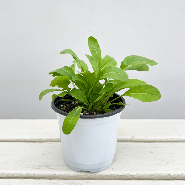 イタリアンハーブ：ルッコラ3.5号ポット