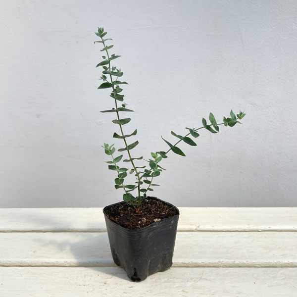 ユーカリ：クレヌラータ3号ポット