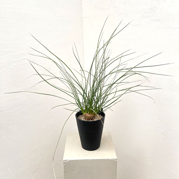 カリバナス：フーケリー 5号鉢植え