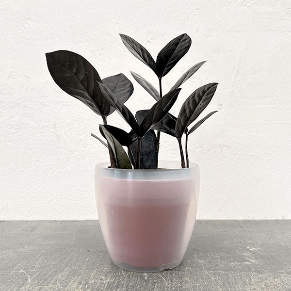 ザミオクルカス：レイヴン3号潤流鉢入り