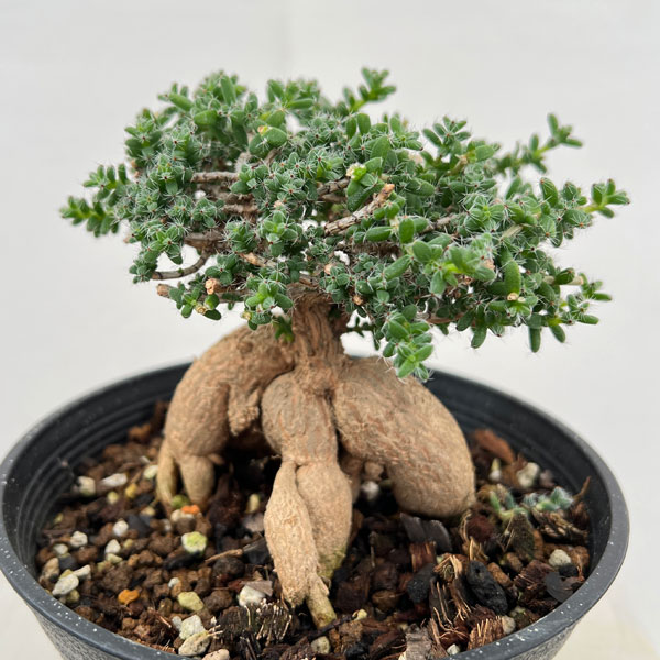 トリコディアデマ：ブルボスム　姫紅小松　5号鉢植え