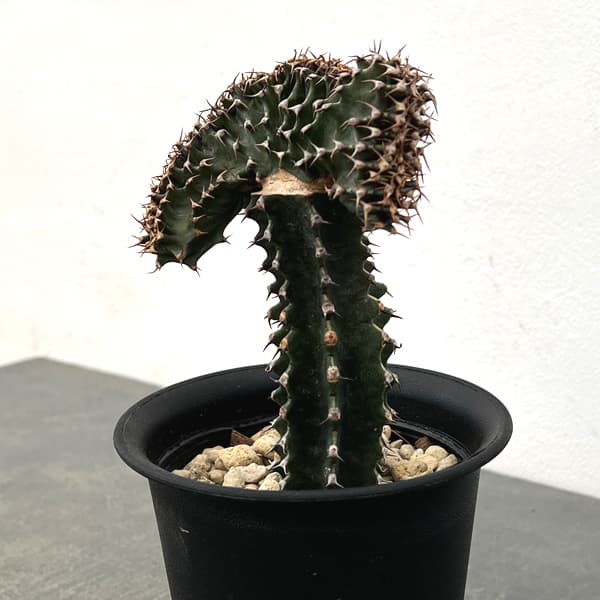 ユーフォルビア：カナリエンシス　スミキリン綴化（接ぎ木）　4号鉢植え