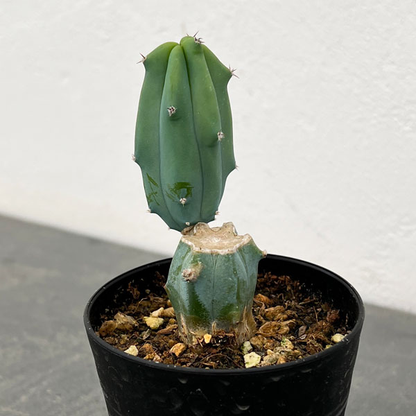 サボテン：ミルティロカクタス　竜神木（りゅうじんぼく）ブランチ　3号鉢植え