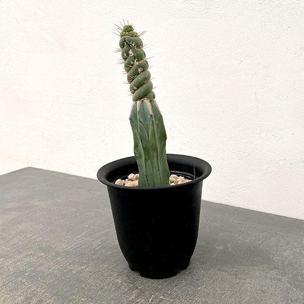 サボテン：ユーリキニア カスタネア スピラリス（接ぎ木）　4号