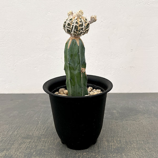 サボテン：白条ランポー（接ぎ木）4号鉢植え