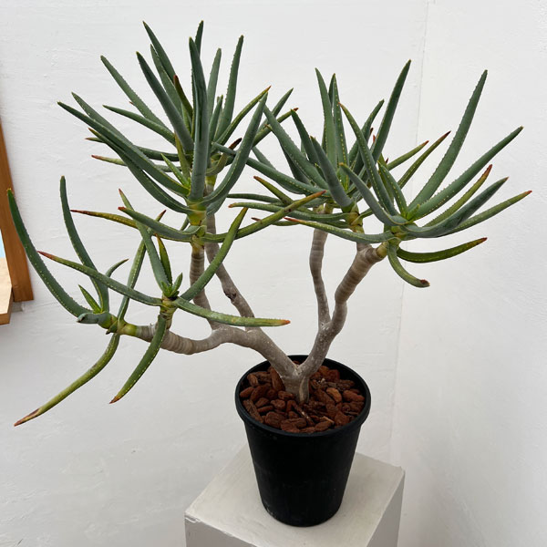 アロエ：ラモシシマ　6号鉢植え 26-01