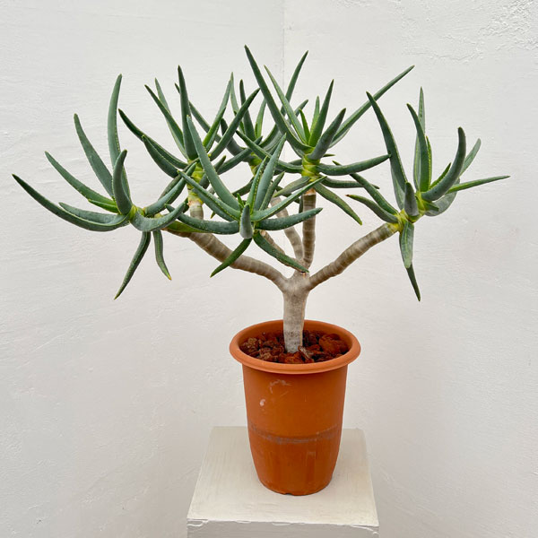 アロエ：ラモシシマ　6号鉢植え 26-02