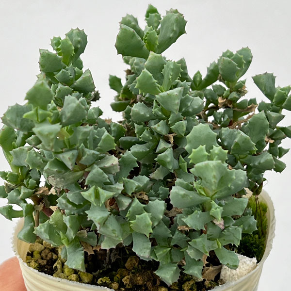 オスクラリア：デルトイデス 2.5号ポット