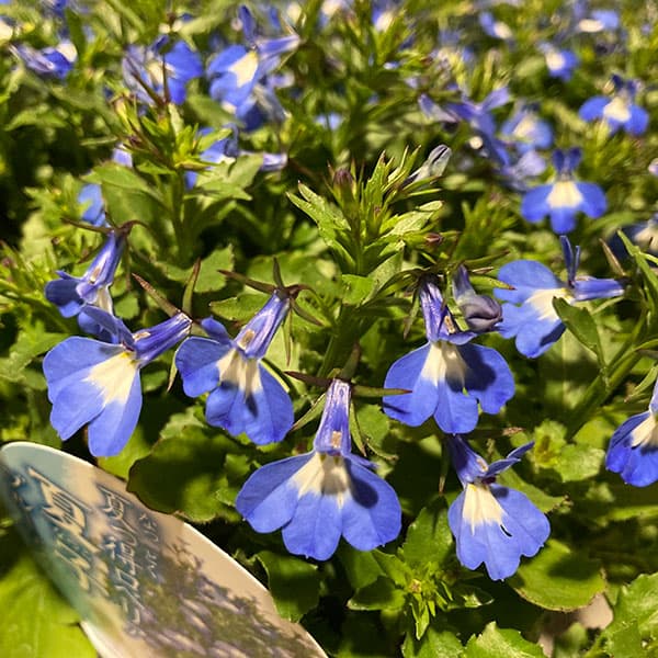 [26年4月上旬予約]ロベリア（宿根）：夏子　ブルーアイ3号ロングポット