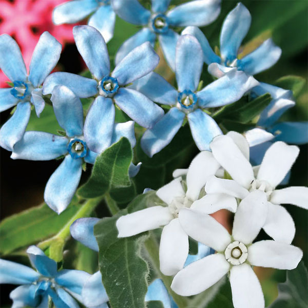 [26年4月下旬予約]オキシペタラム：ブルー＆ホワイト寄せ植え3号ポット