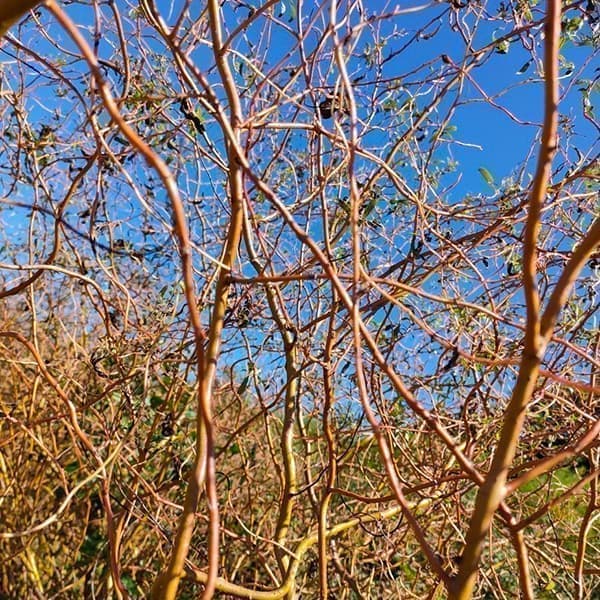 ヤナギ（柳）：ウンリュウヤナギ（雲竜柳）5号ポット