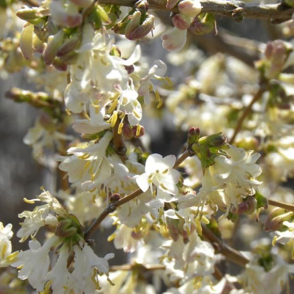 ロニセラ：フレグランティシマ5号ポット